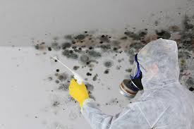 Best Basement Mold Removal in USA